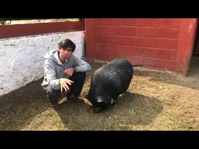 es legal tener un mini pig en españa