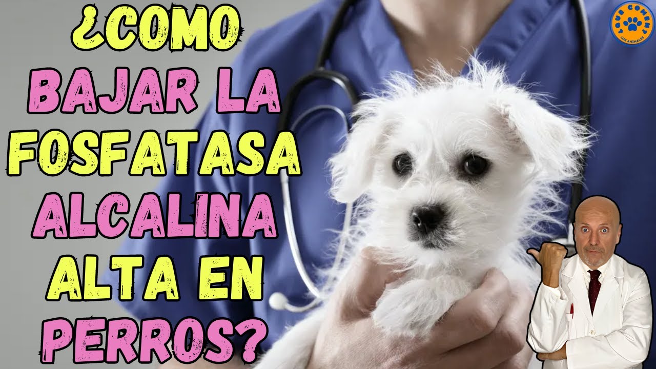 fosfatasa alcalina alta en perros mayores