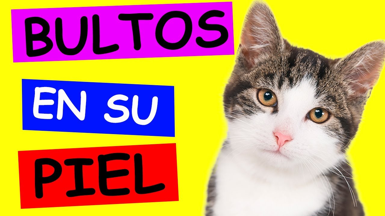 mi gato tiene un bulto en el labio inferior